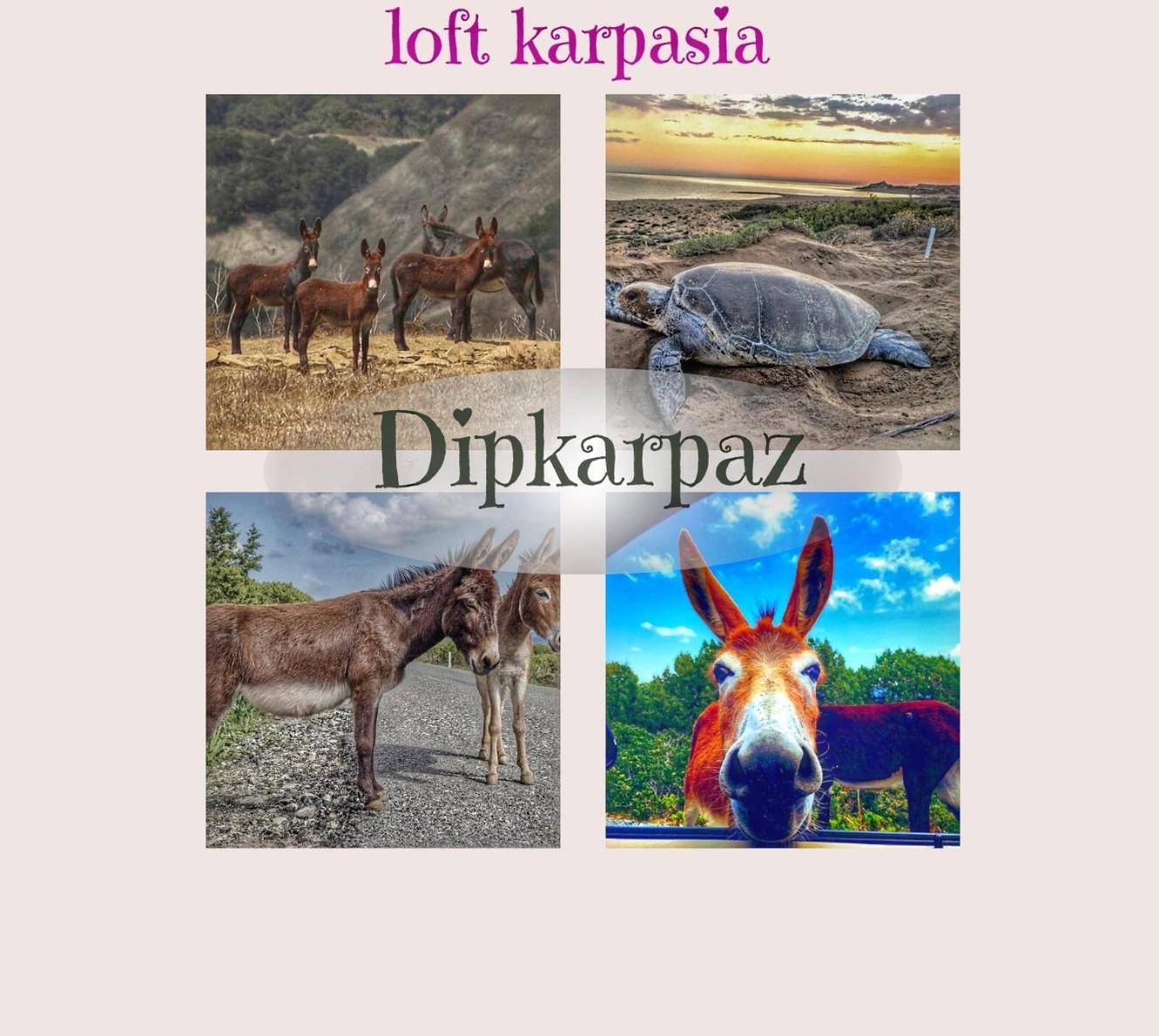 Loft Karpasia Rizokarpaso Exterior foto